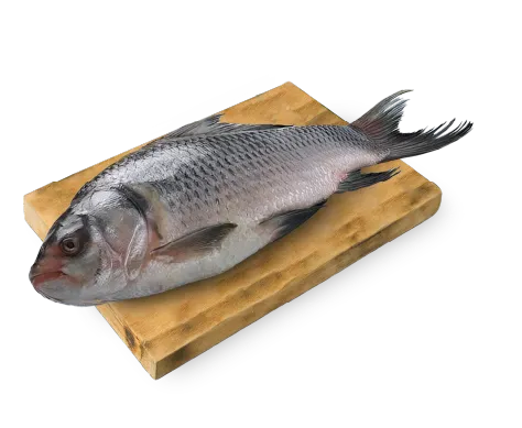 Catla Fish